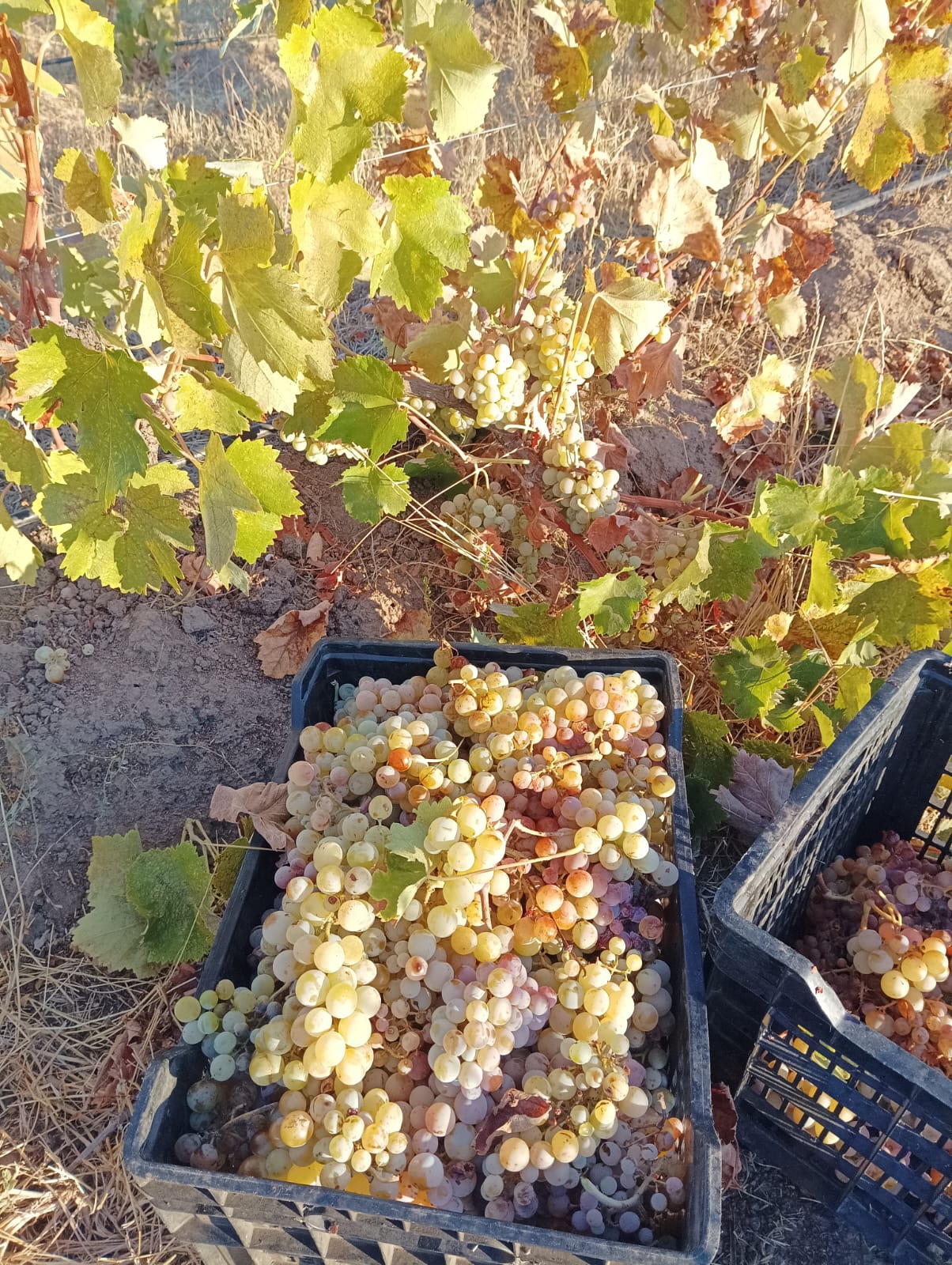 Cosecha de uva Moscatel de Alejandría en cajas